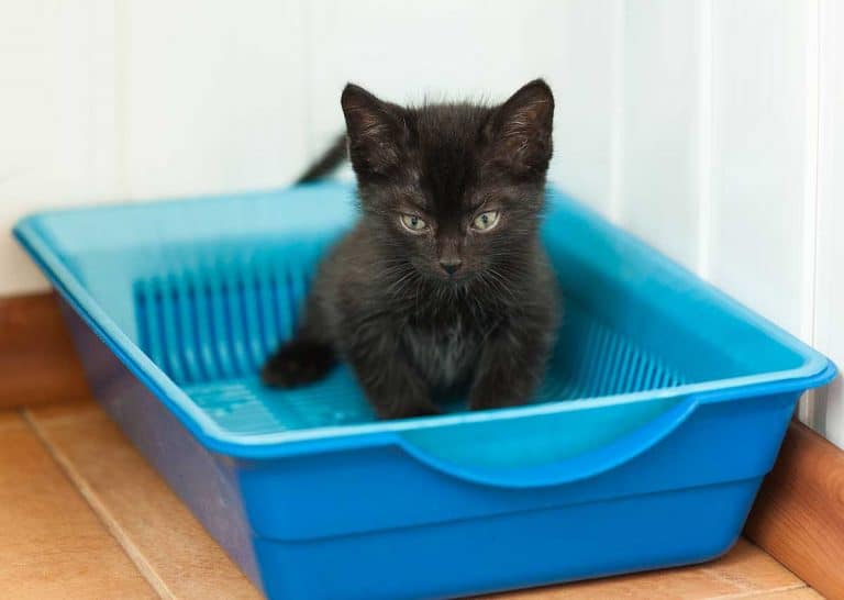 How Many Litter Boxes per Cat Should You Have