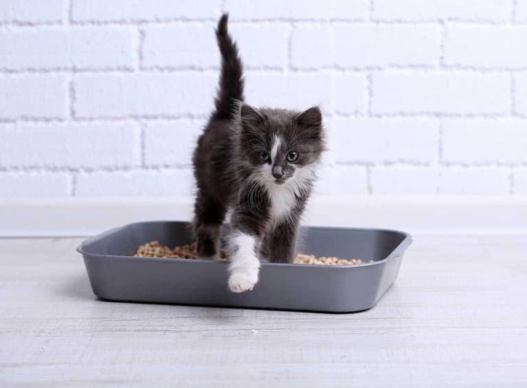 When to Start Litter Box Training Kittens?