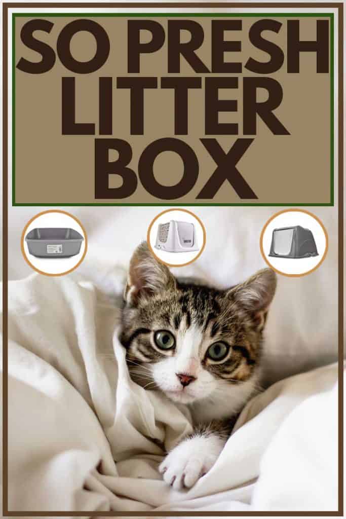 So Phresh Grey King-Size Compartment Cat Litter Pan 34 in 