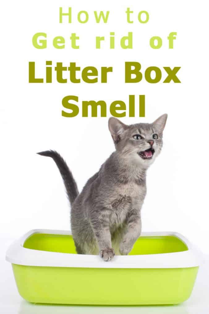 How to Get Rid of Litter Box Smell