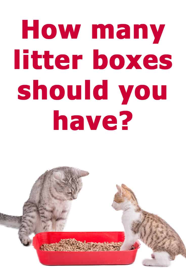 How Many Litter Boxes per Cat Should You Have?
