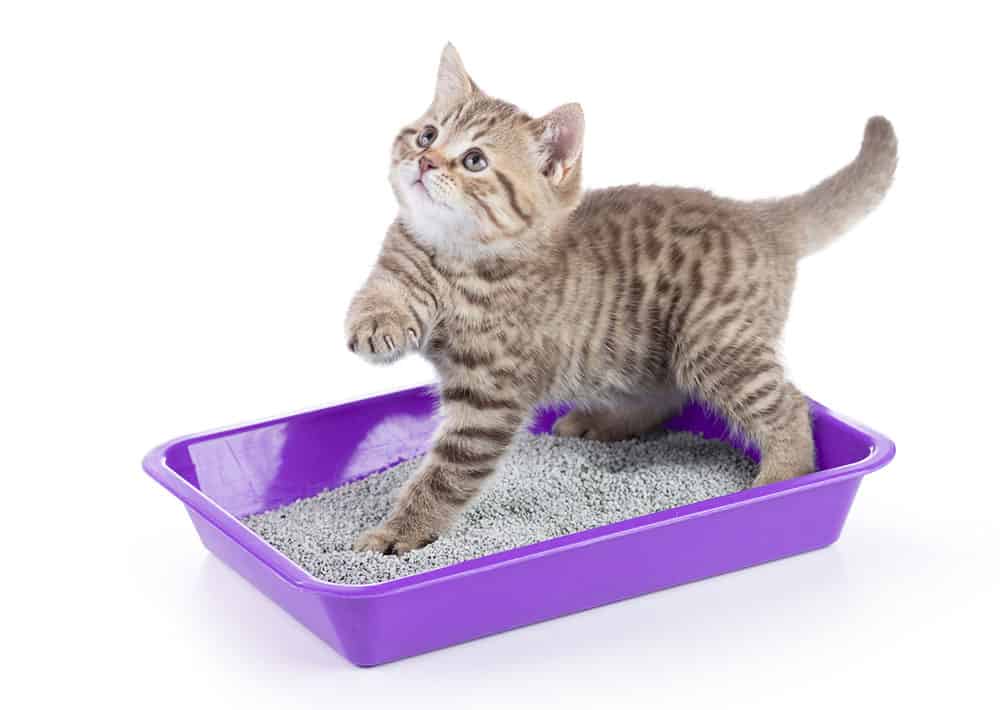 Not sure how to choose a litter box for your cat? Let us help!