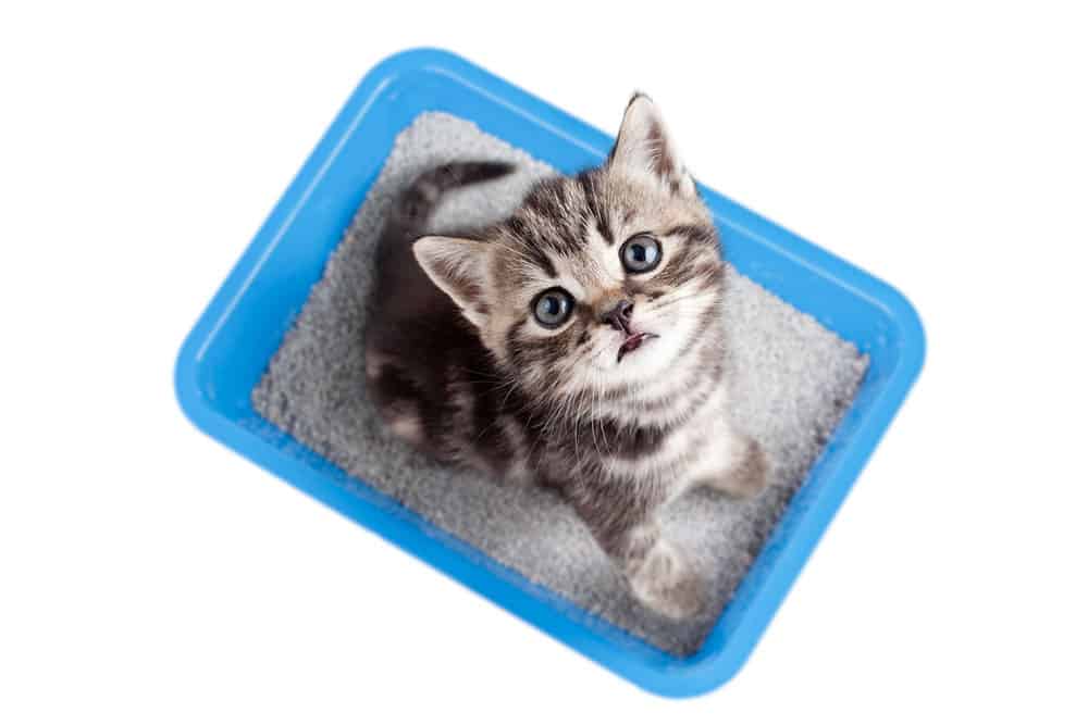 When do kittens start using the litter box