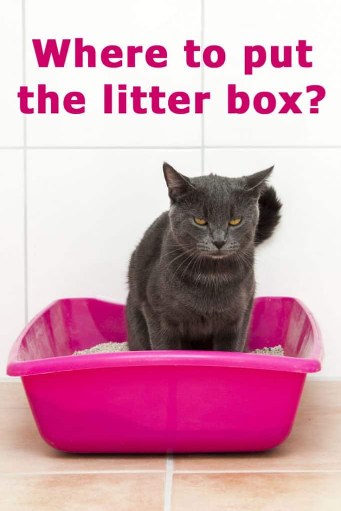 Where to put the litter box? The complete guide for cat owners.