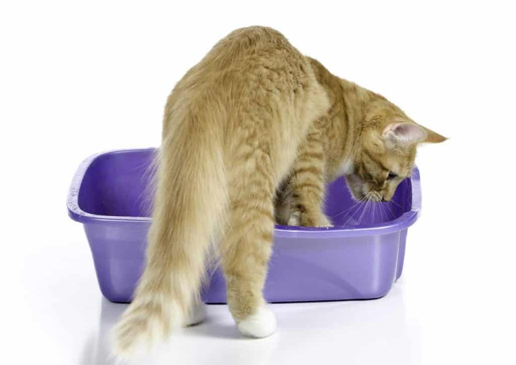 Adult cat scratching purple litter box