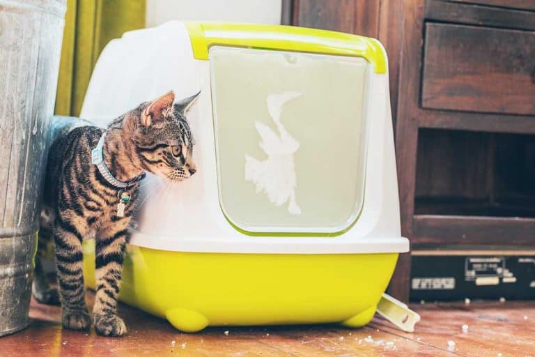 Do Cats like Covered Litter Boxes
