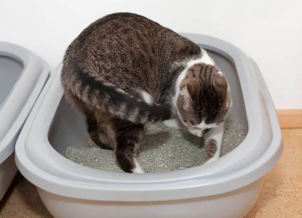 Gray tabby cat uses toilet and scratching the litter box