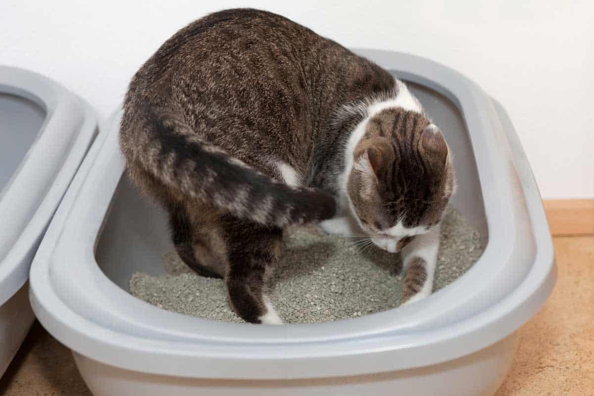 Should You Add Baking Soda to Cat Litter?