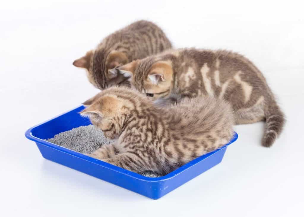 Three cute kittens sharing a blue litter box