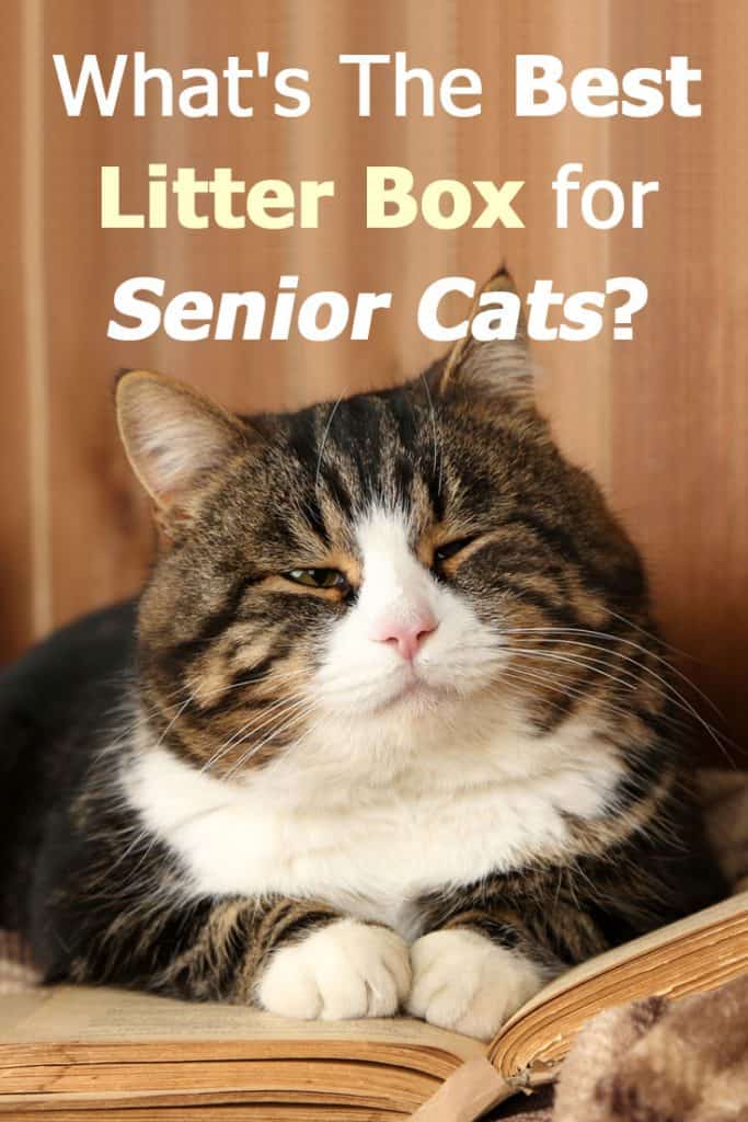 What's the best litter box for senior cats? Read our detailed guide to find out.