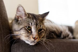 What’s The Best Litter Box for Senior Cats?
