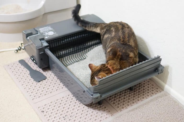 How Much Does an Automatic Litter Box Cost