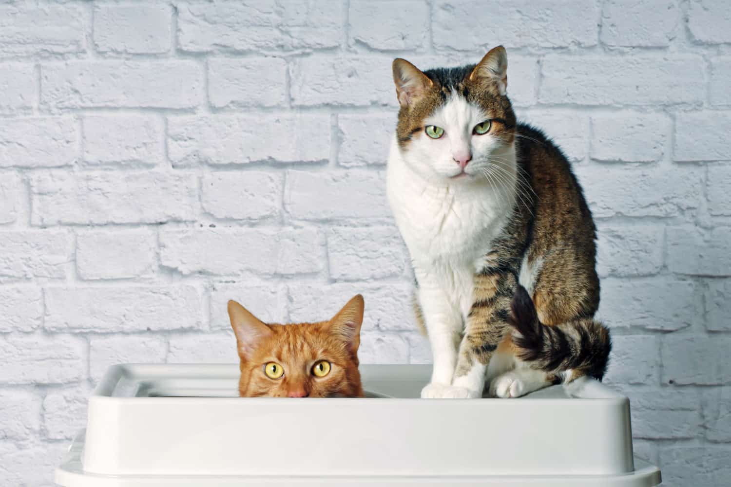 two cats in the litterbox