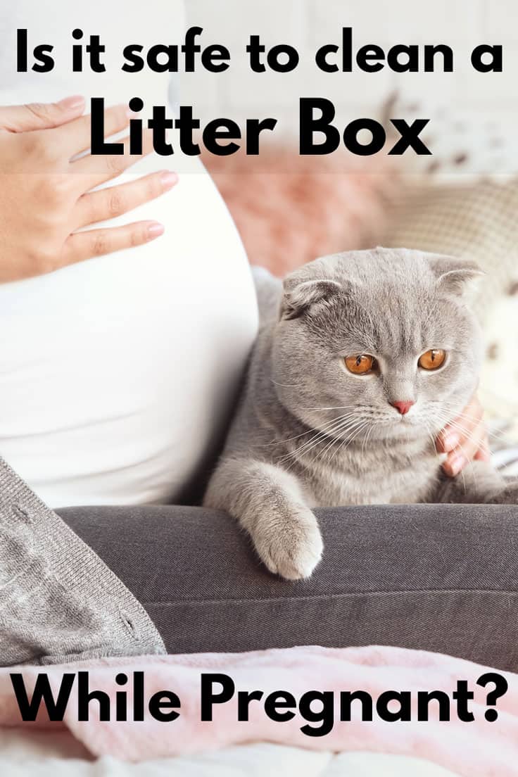 Is It Safe to Clean a Litter Box While Pregnant?