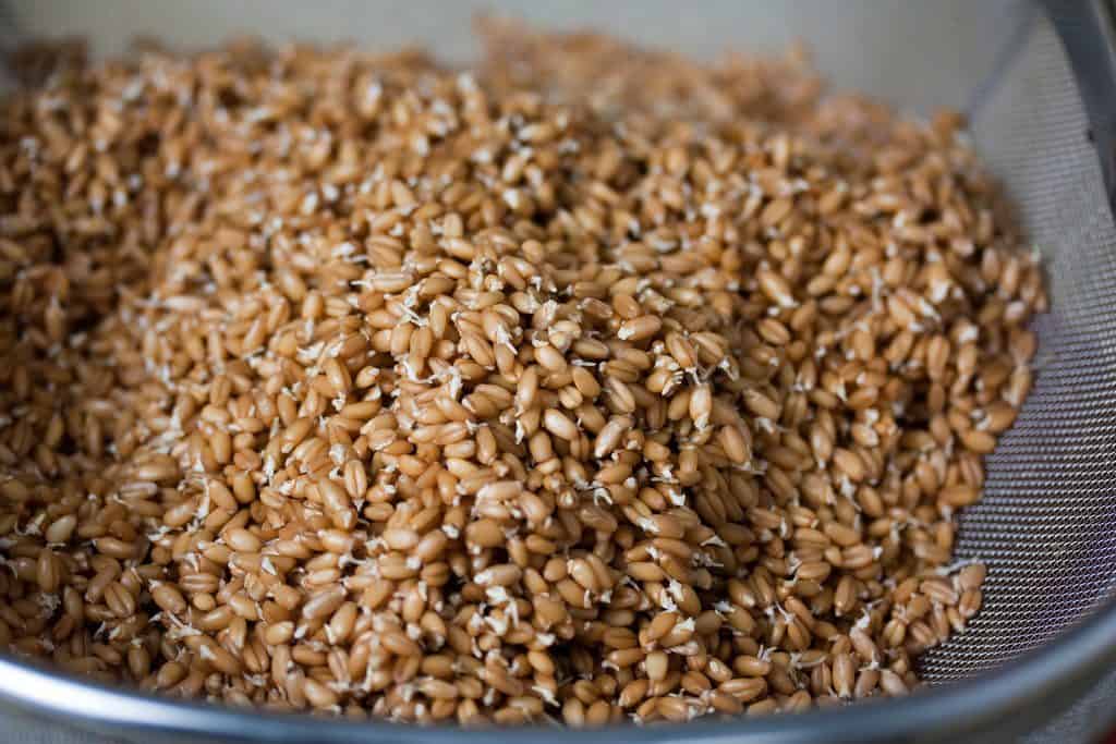 Sprouted Wheat Berries