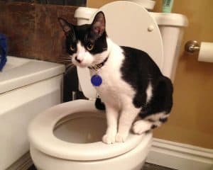 An adult cat named Wally sitting on a toilet