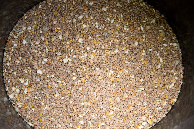 A close up shot of a chicken feed