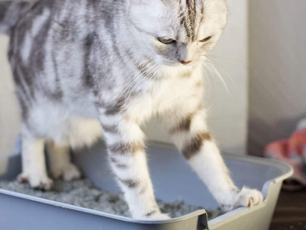 Is Your Cat's Litter Box Too Small?