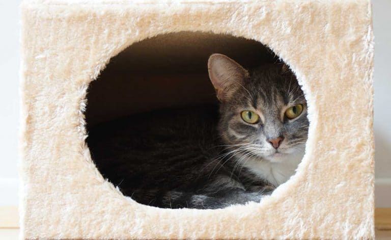 Where Can You Hide The Litter Box (And Should You)