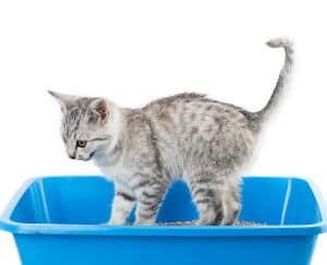 Read more about the article Why Does My Cat Meow When Going to the Litter Box?