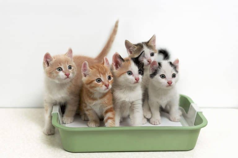 Will My Cats Share a Litter Box?