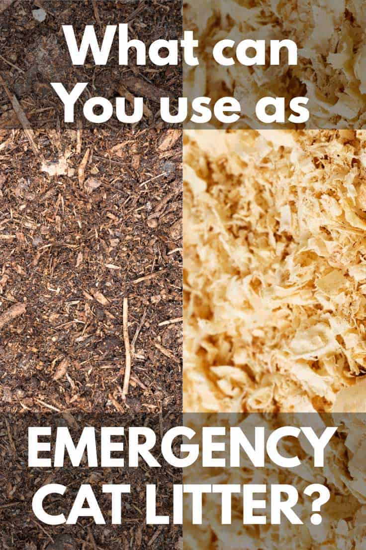 What Can You Use as Emergency Cat Litter?