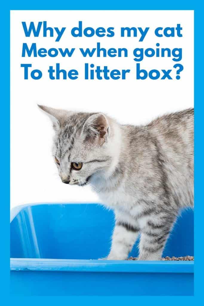 Why Does My Cat Meow When Going To the Litter Box?