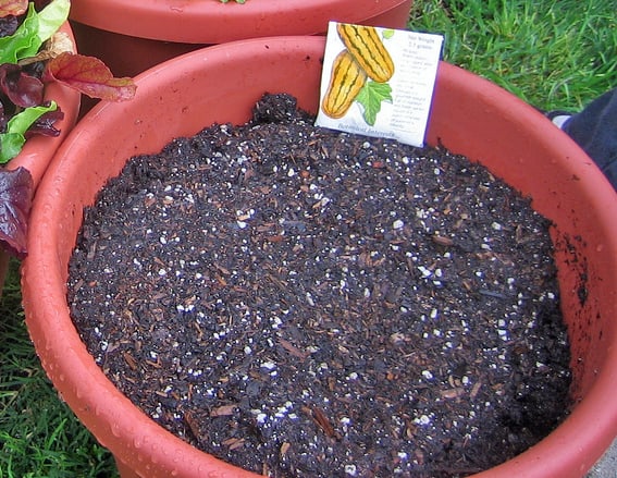 A Flower Pot with Potting Soil: Emergency Cat Litter