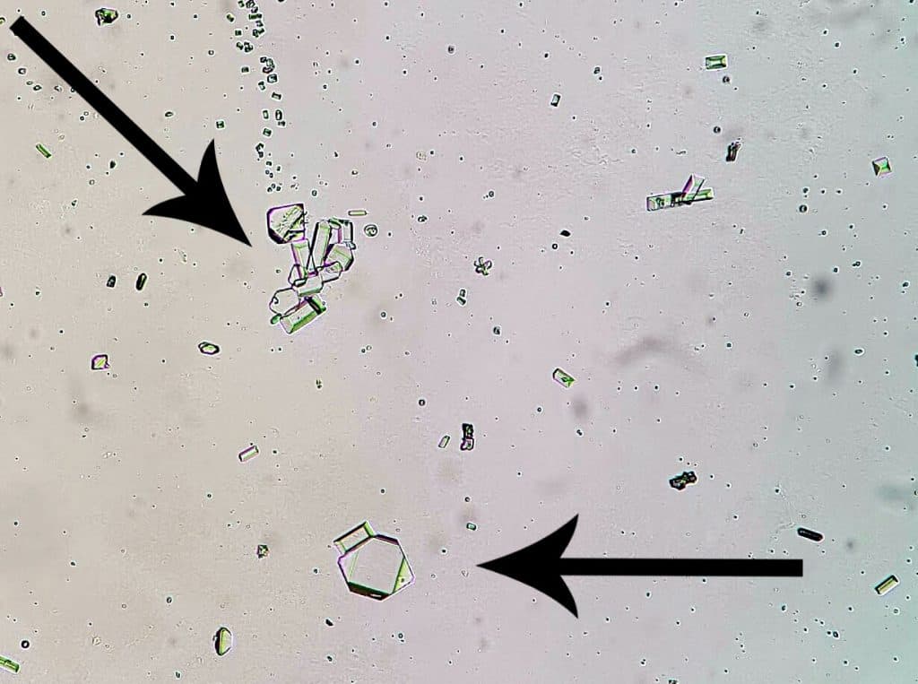 Crystals in cat's urine sample