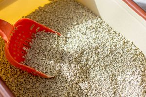Read more about the article What is Cat Litter Made Of?