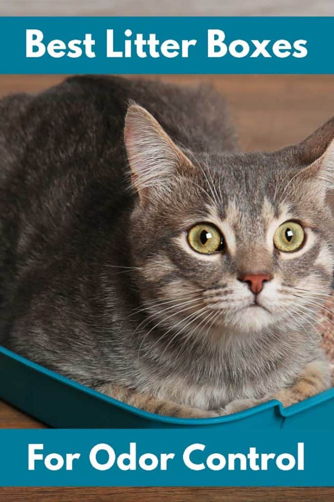 Best Litter Boxes for Odor Control