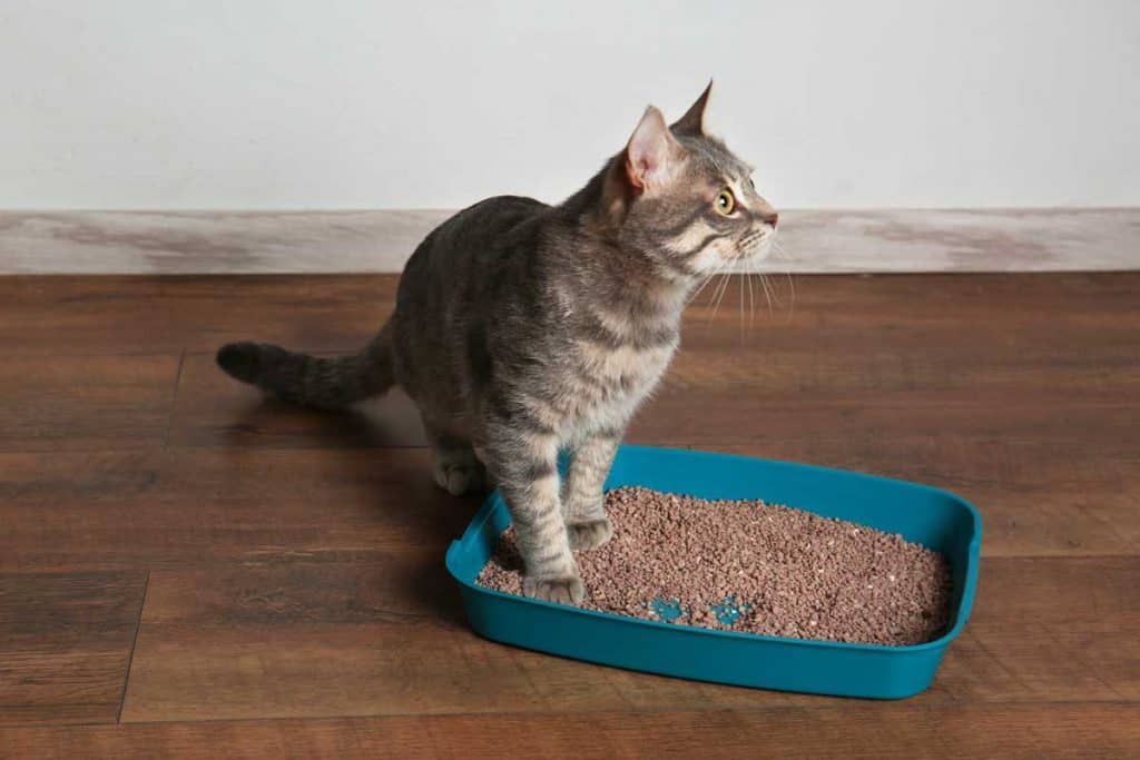 17 Ways to Save on Cat Litter Costs (Some May Surprise You!)