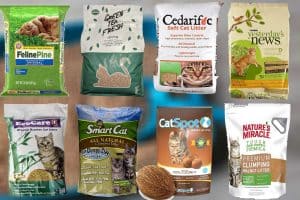 Read more about the article 8 Types of Biodegradable Cat Litter (Including Pros and Cons)