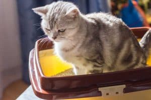 Read more about the article Best Litter Box Attractants (And Should You Use One at All)