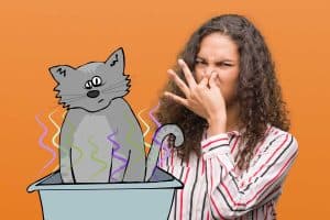 Read more about the article The Cat’s Litter Smells like Ammonia – What to Do?