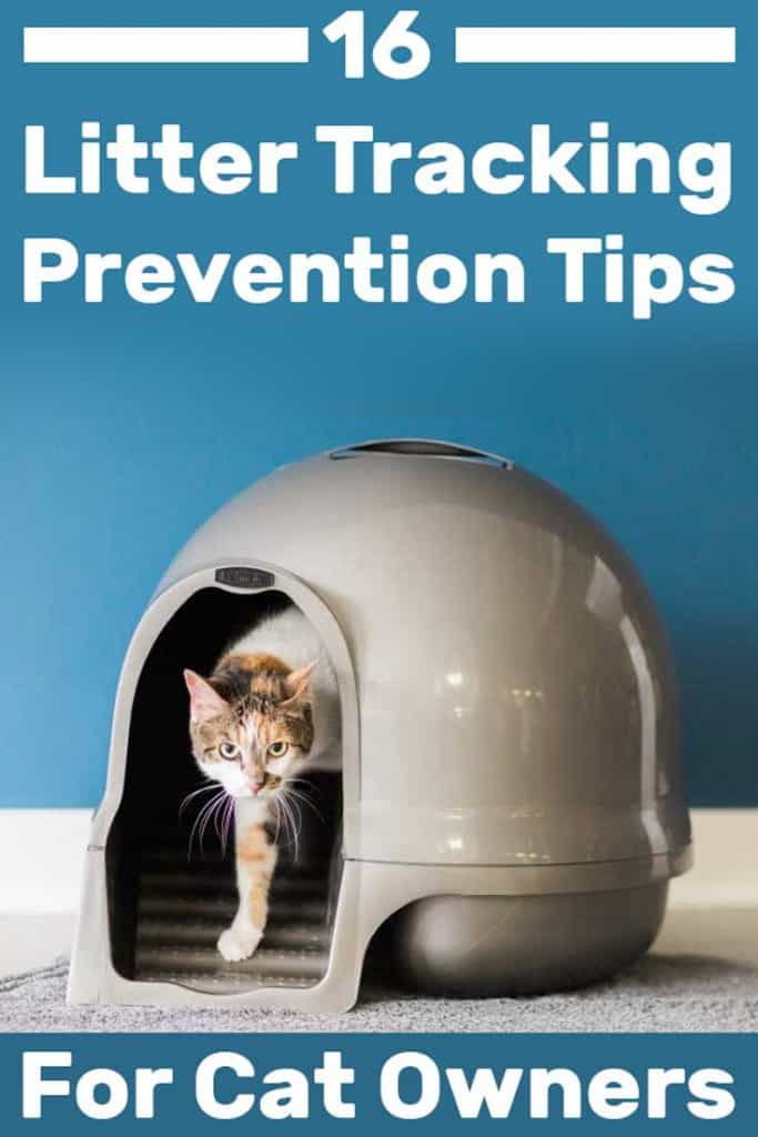 16 Litter Tracking Prevention Tips for Cat Owners
