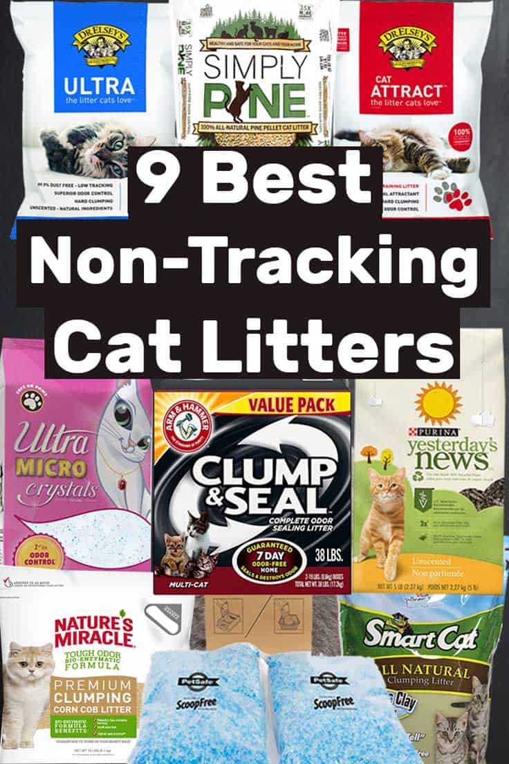 9 Best Non-Tracking Cat Litters