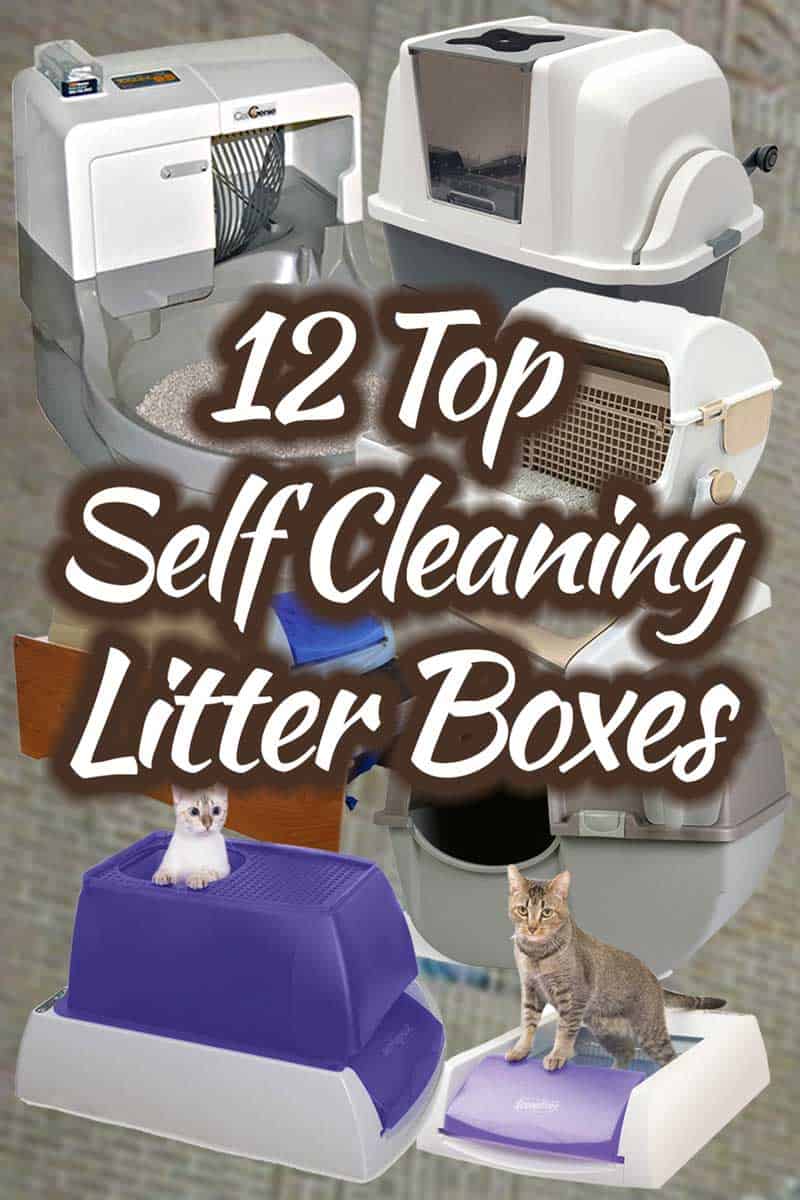 12 Top Self-Cleaning Litter Boxes