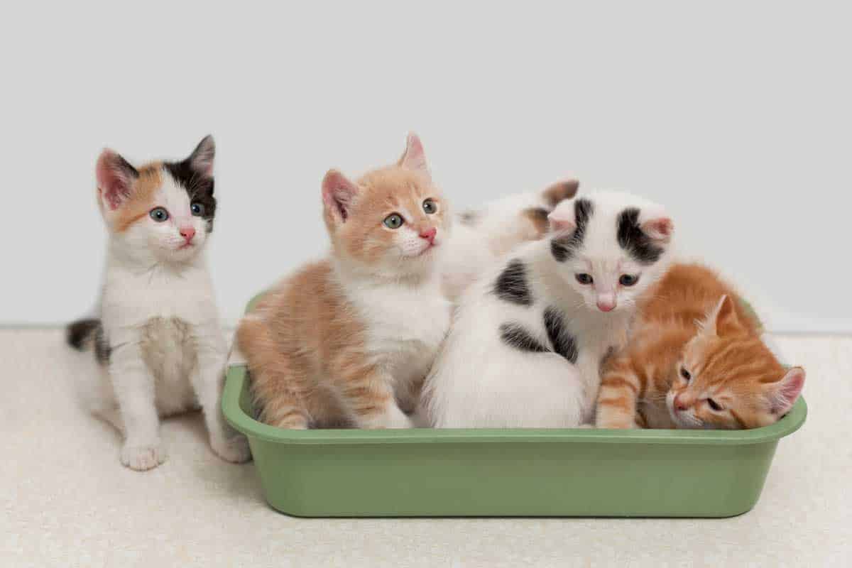 Little kittens sitting in cat toilet