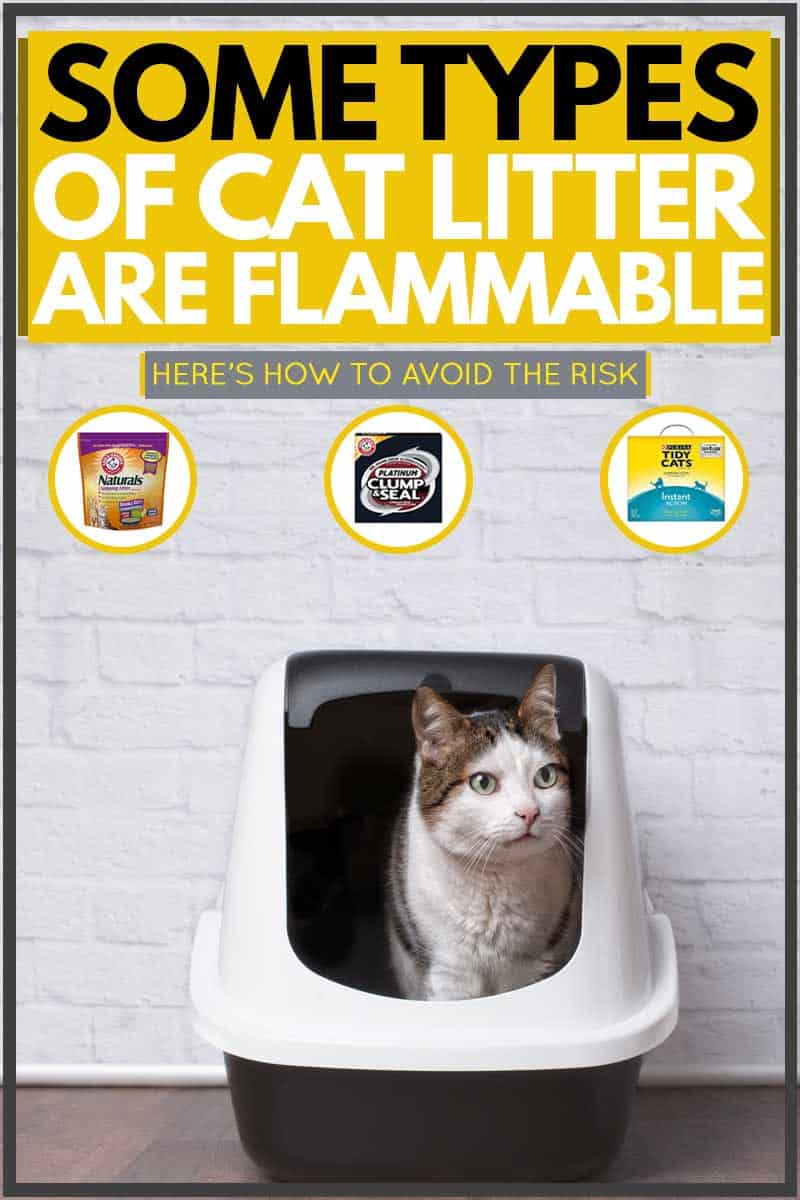 Cat sitting inside of litter box while looking at something, Some Types of Cat Litter are Flammable [Here's how to avoid the risk]