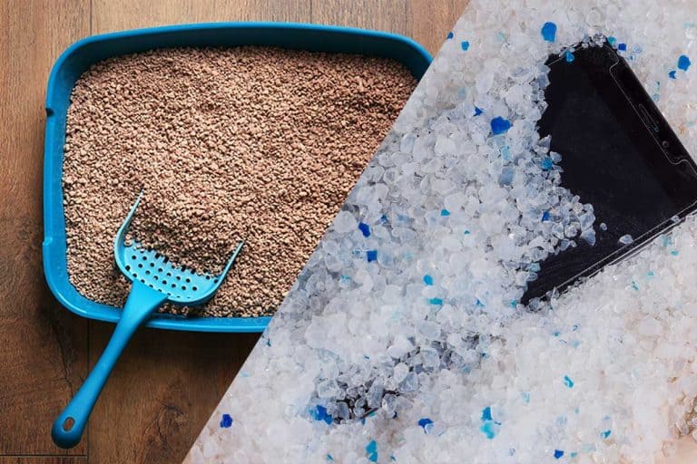 Cat litter placed on the floor with small blue shovel, Does Cat Litter Contain Silica?