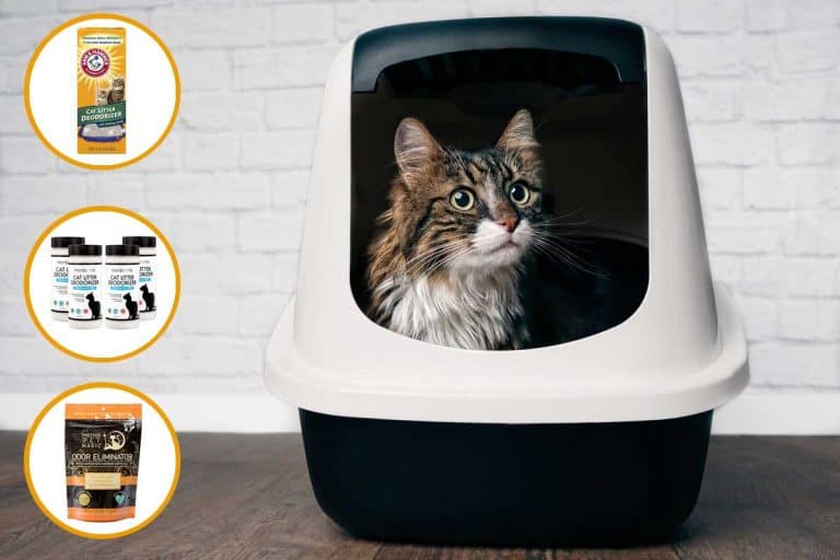 Cat peeping out of black and white litter box, Top 8 Litter Box Deodorizers