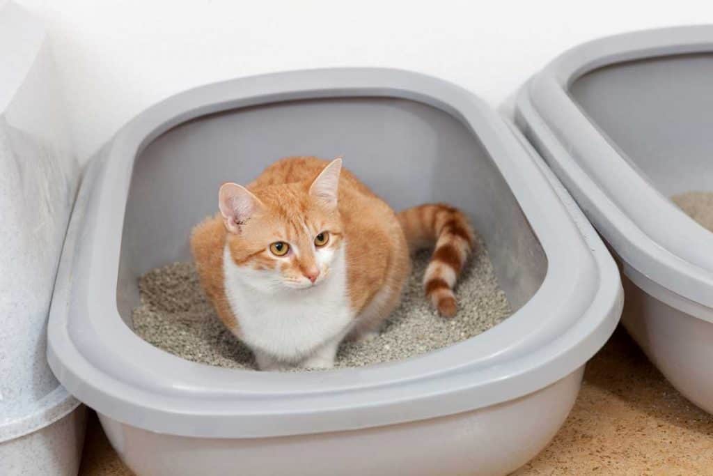 Cat pooping inside litter box, Moldy Cat Poop? Here is What to Do