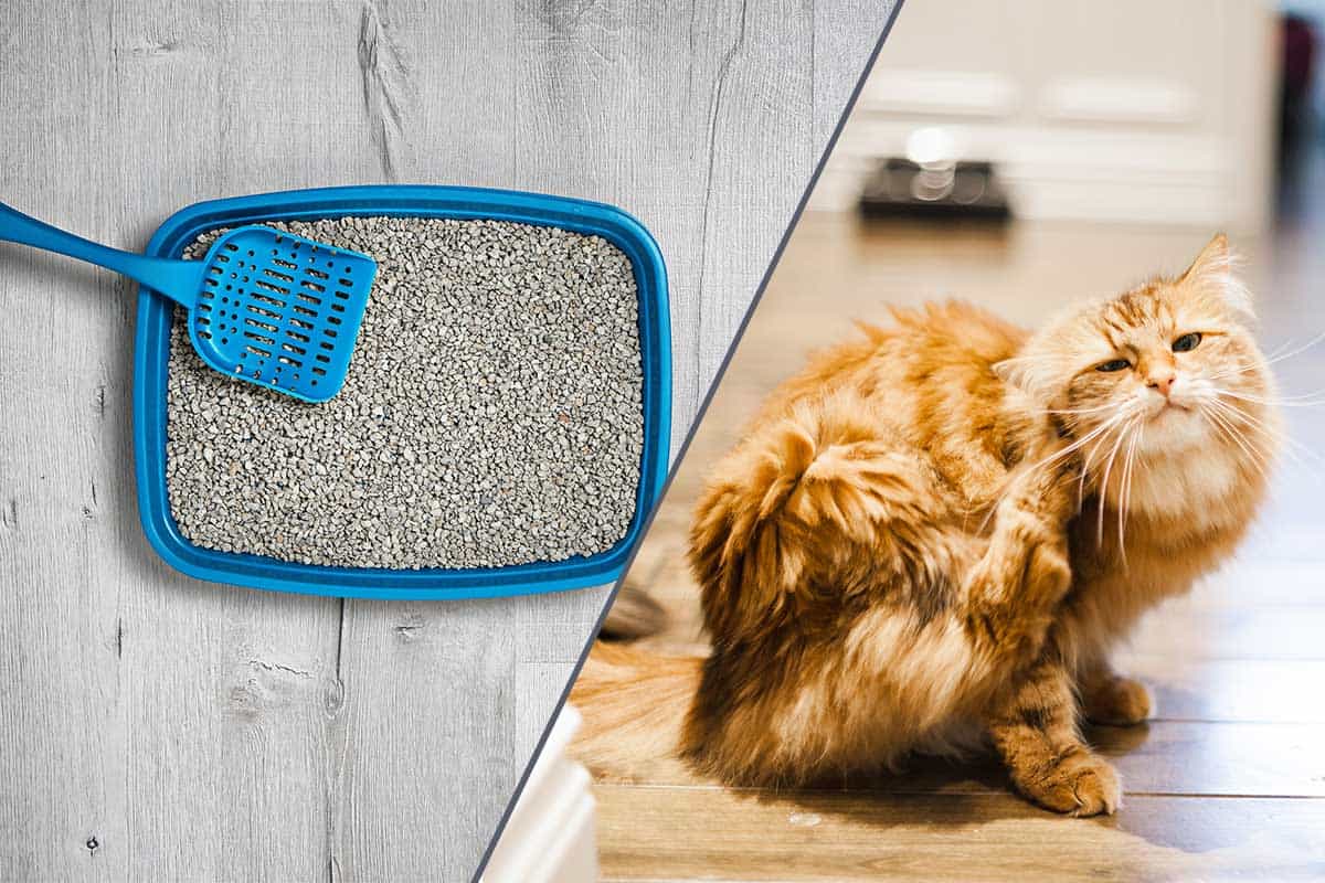 Do Fleas Live in Cat Litter? 