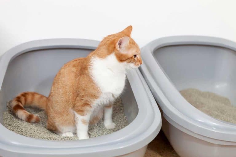 Cat sitting on litter box waiting to poop, How often do cats pee and poop