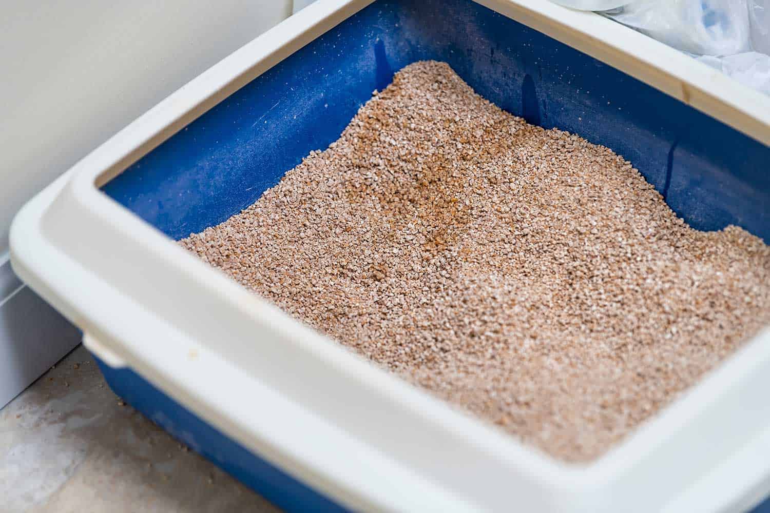 Close up of cat litter box in bathroom with clay or wheat at home with urine