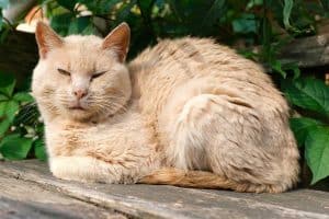 Read more about the article Senior Cat Not Using Litter Box – What to Do?