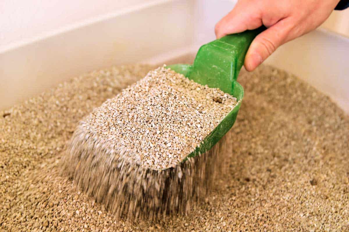 How Often Should You Change Clumping Cat Litter?