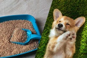 Read more about the article Is Cat Litter Bad for Dogs?