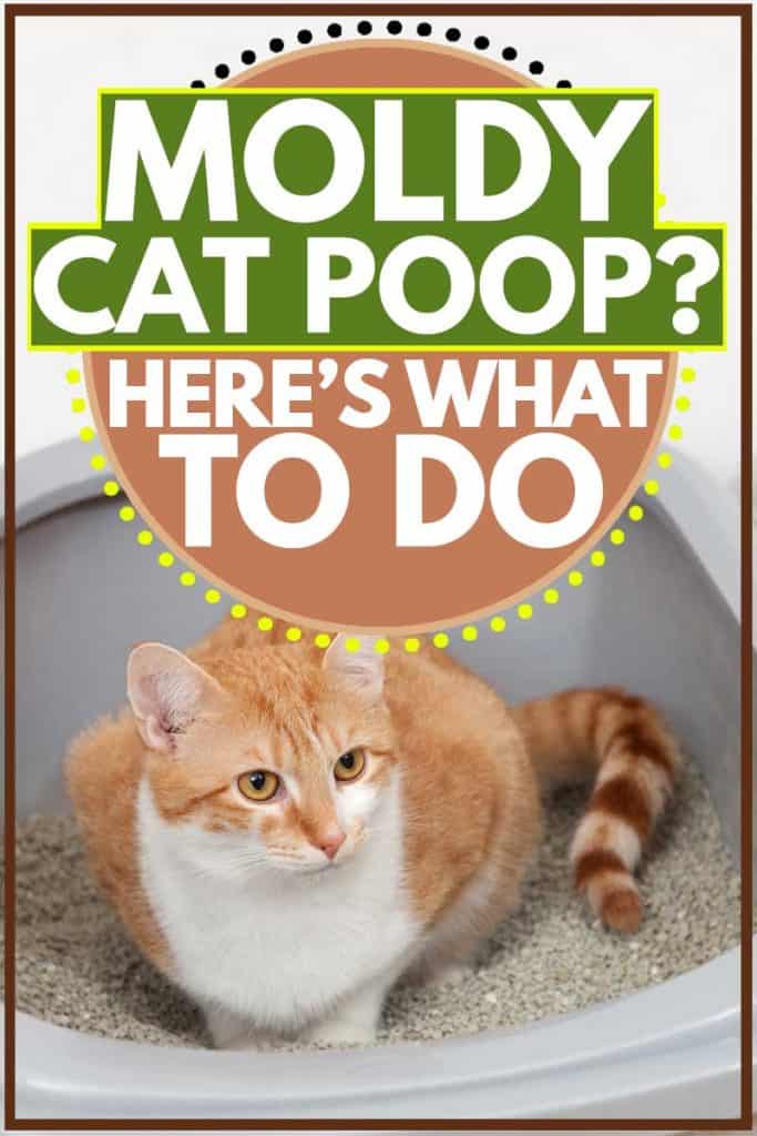 Cat pooping inside litter box, Moldy Cat Poop? Here is What to Do